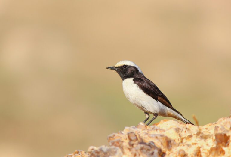 Mourning_wheatear