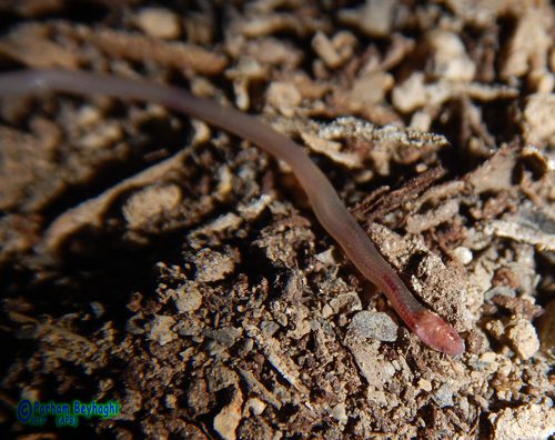 Blanford's worm snake - photo py Parham Beyhaghi