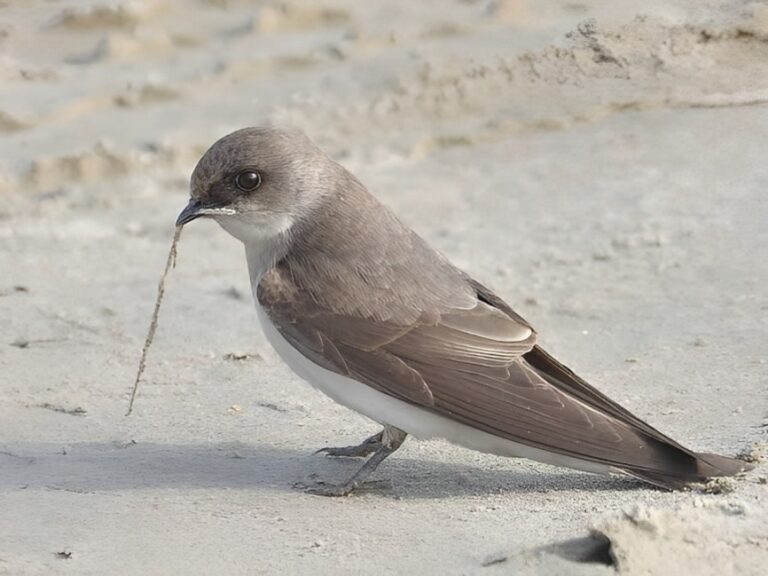 Pale_martin