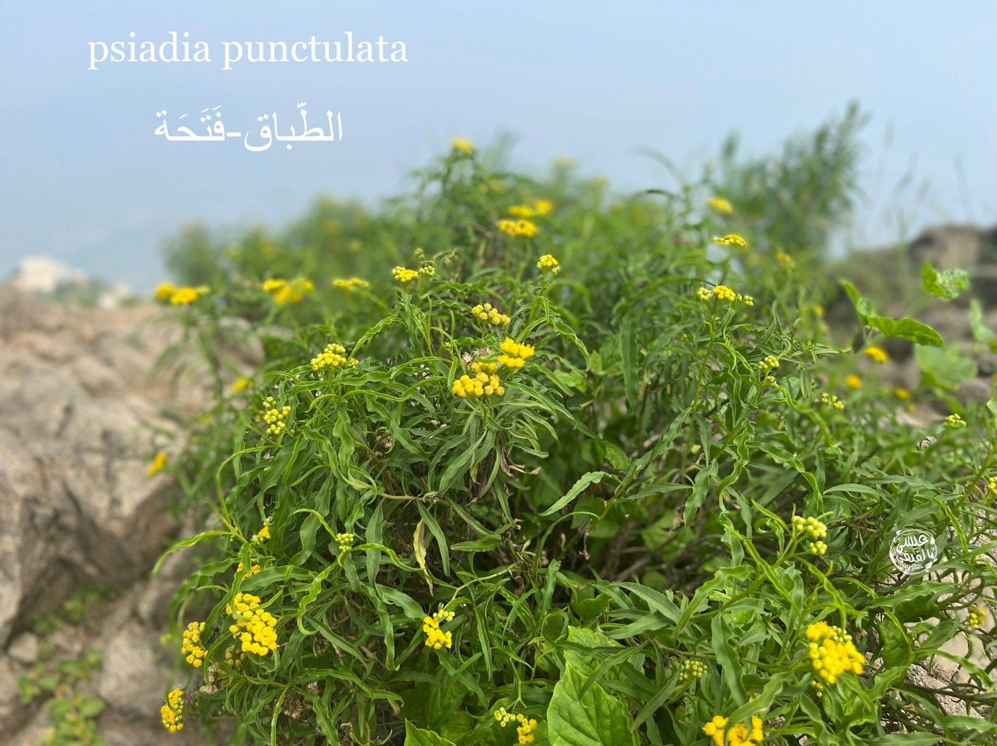 الطباق - تصوير عيسى الفيفي