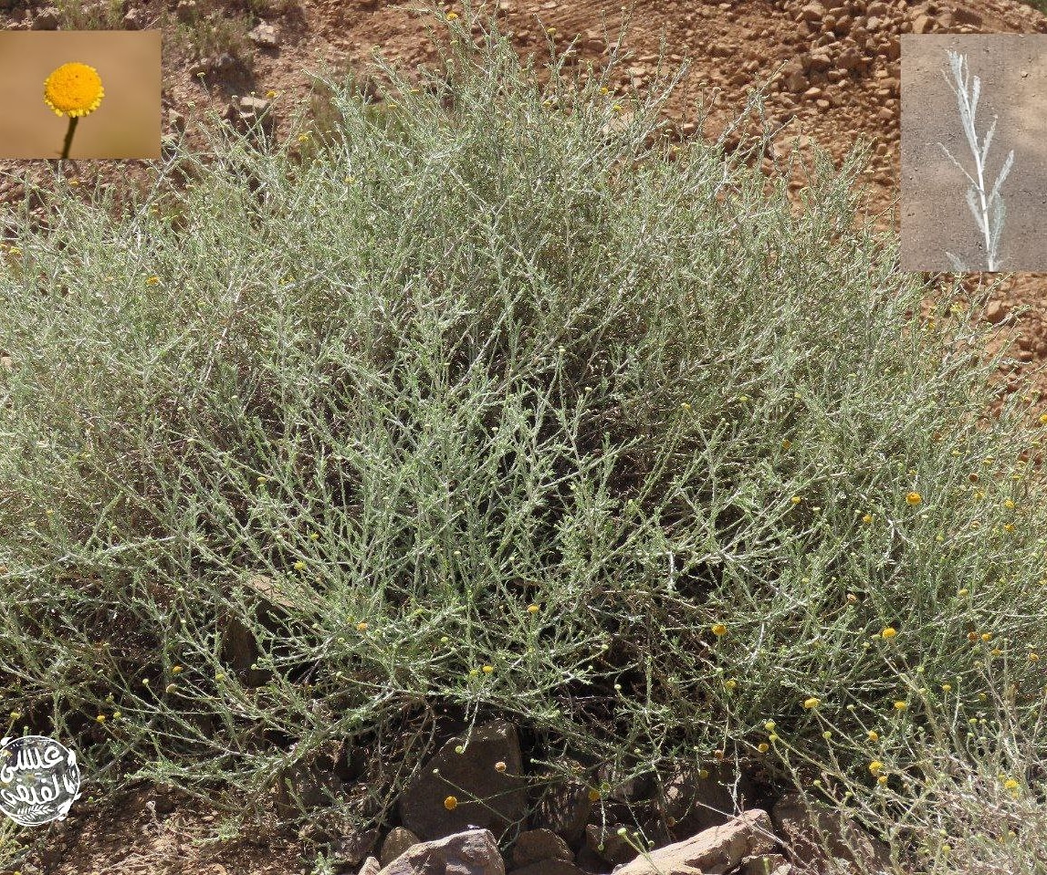 Pulicaria undulata