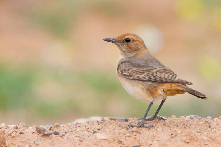 Red-rumped_Wheatear1