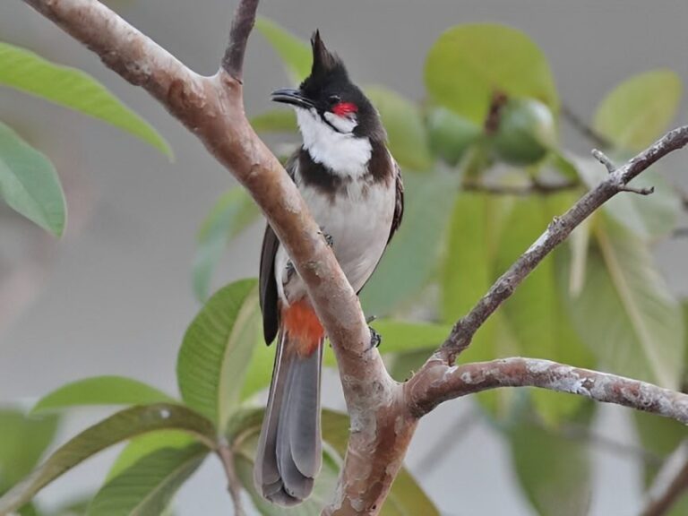 Red-whiskered_bulbul