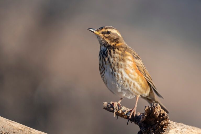 Redwing
