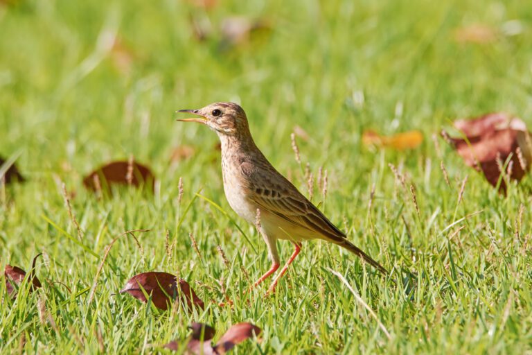 Richards_pipit