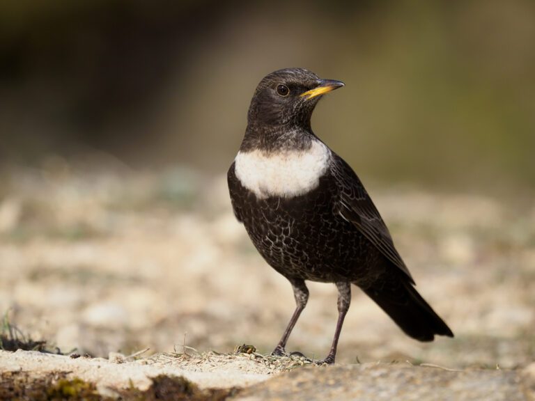 Ring_ouzel