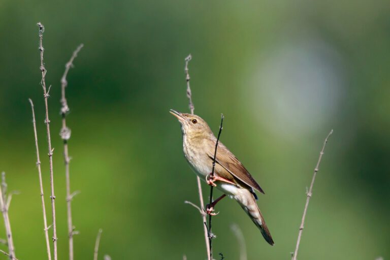 River_Warbler1