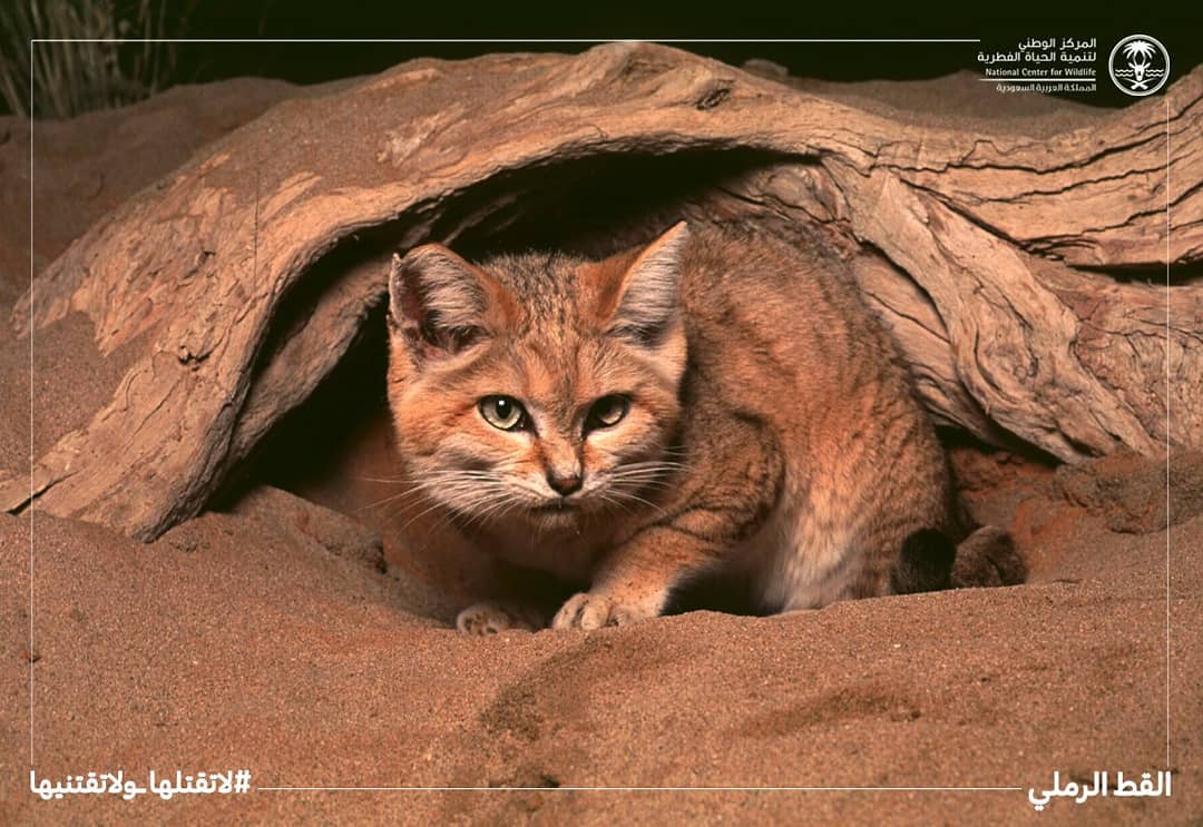 Sand_Cat1