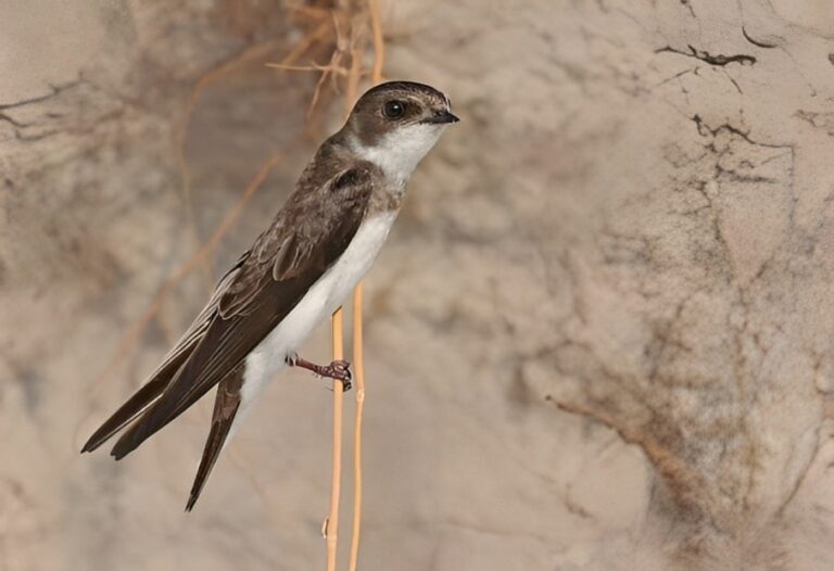 Sand_martin