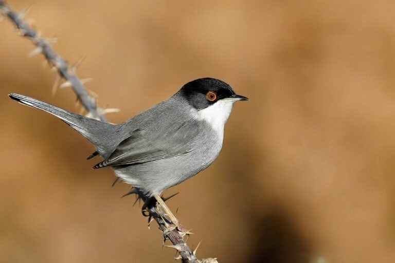 Sardinian_warbler