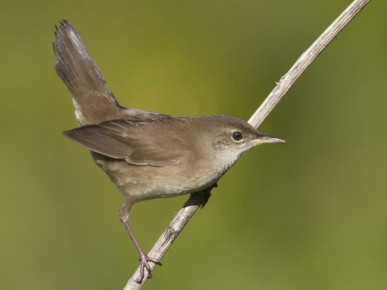 Savis_warbler