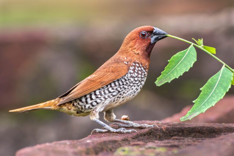 Scaly-breasted_munia