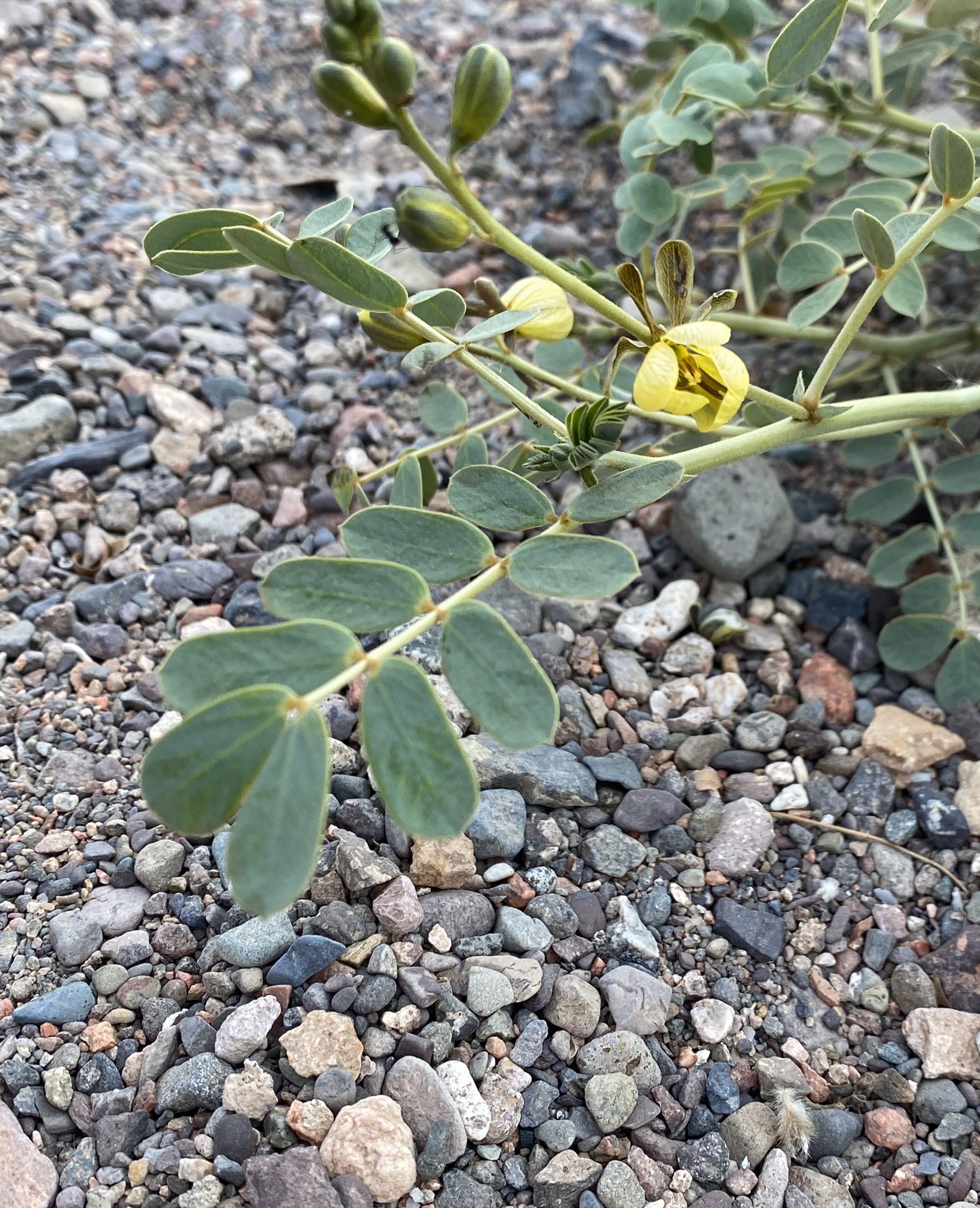 العشرق - تصوير Botanist