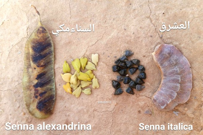 العشرق - تصوير: أ