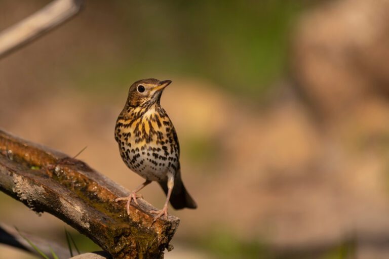 Song_thrush