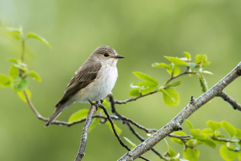 Spotted_flycatcher