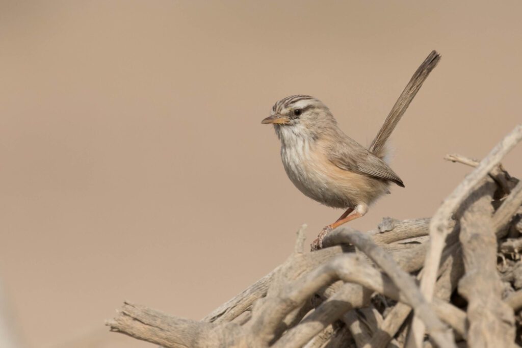 دخلة شجيرية