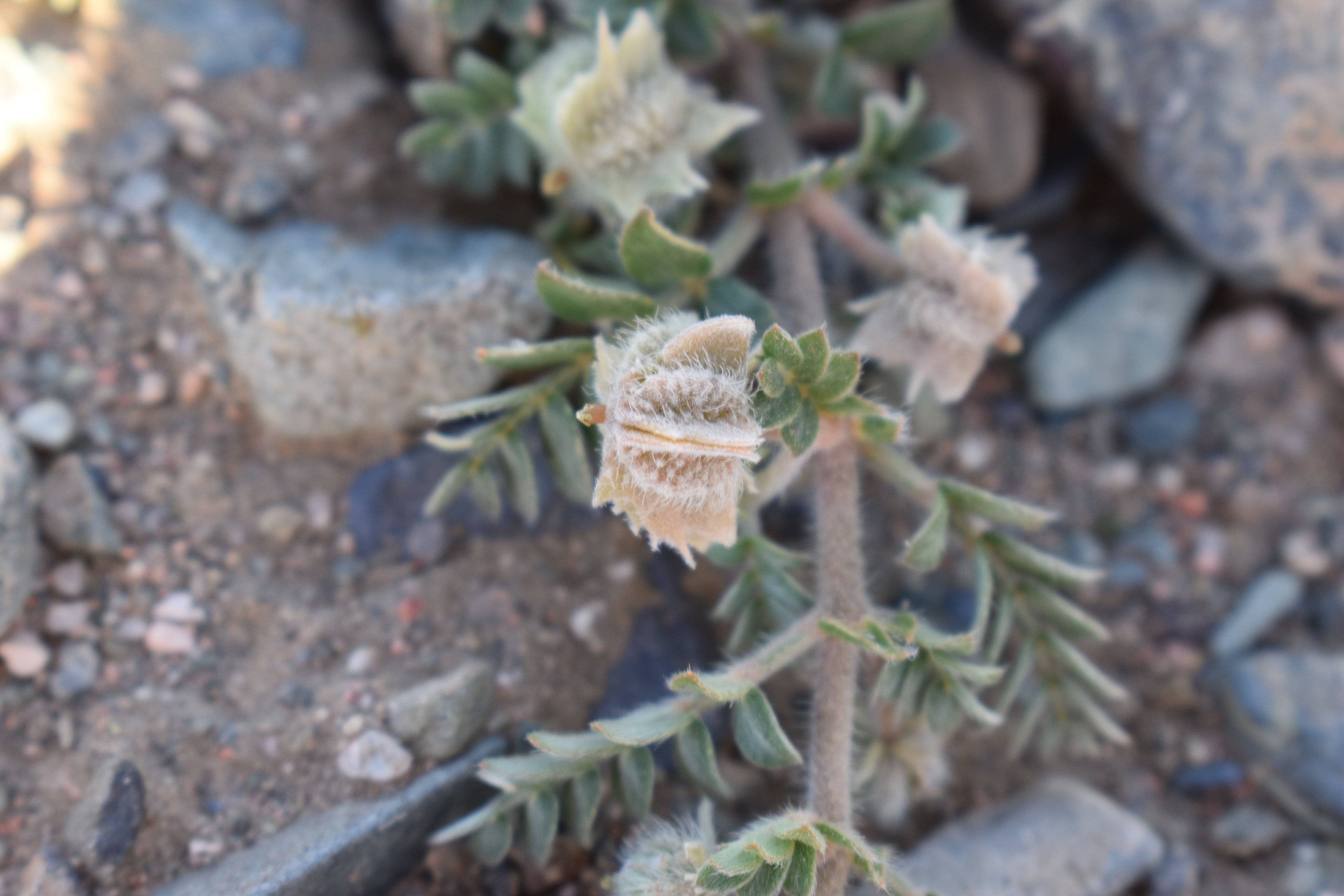 الشرشر (الشرشير 2) - تصوير Botanist