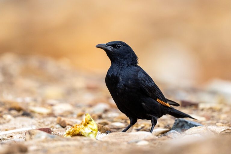 Tristrams_starling