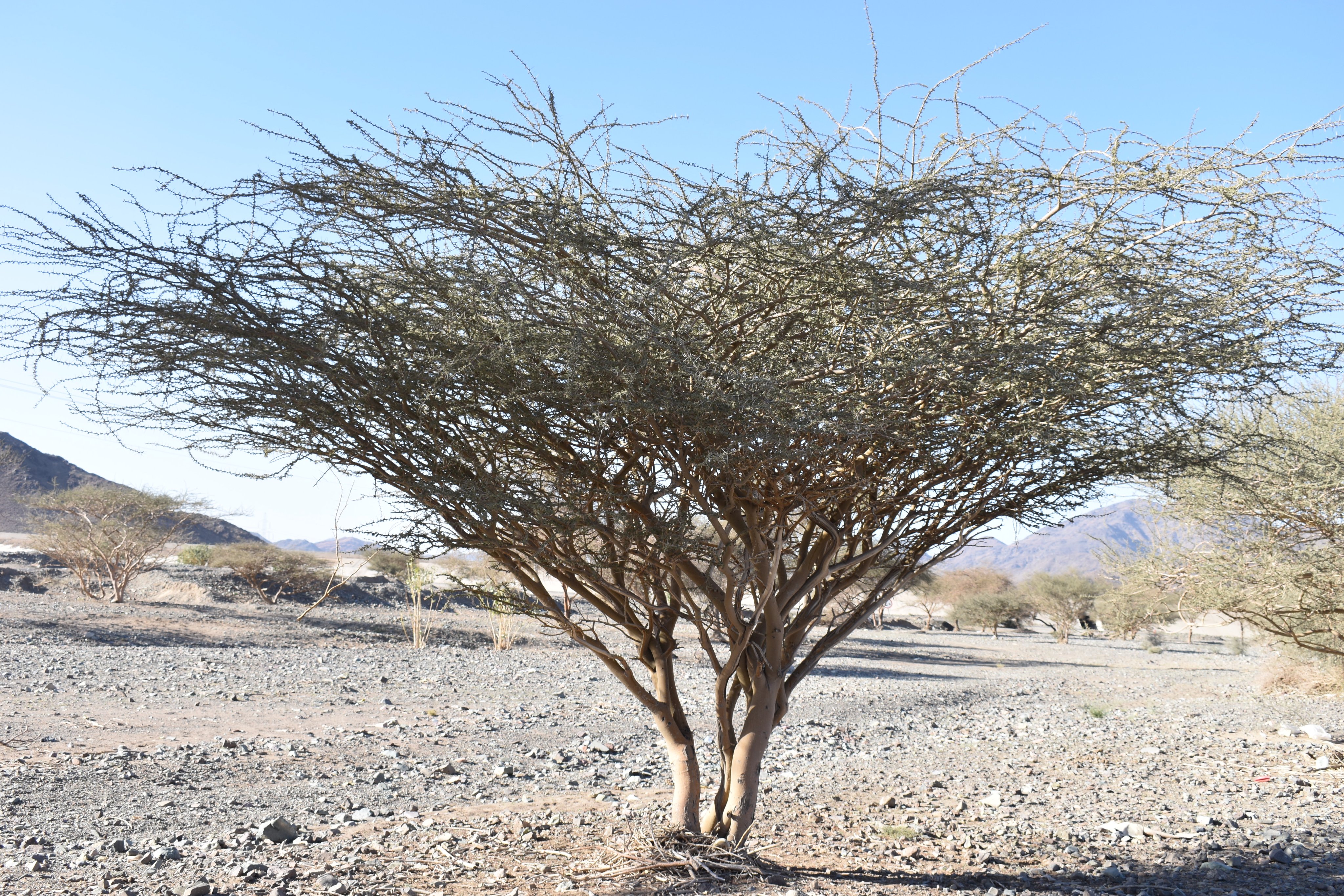 أم غيلان (السيال الحجازي) - تصوير Botanist