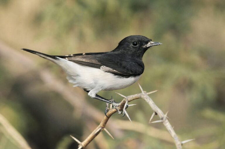 Variable_Wheatear1