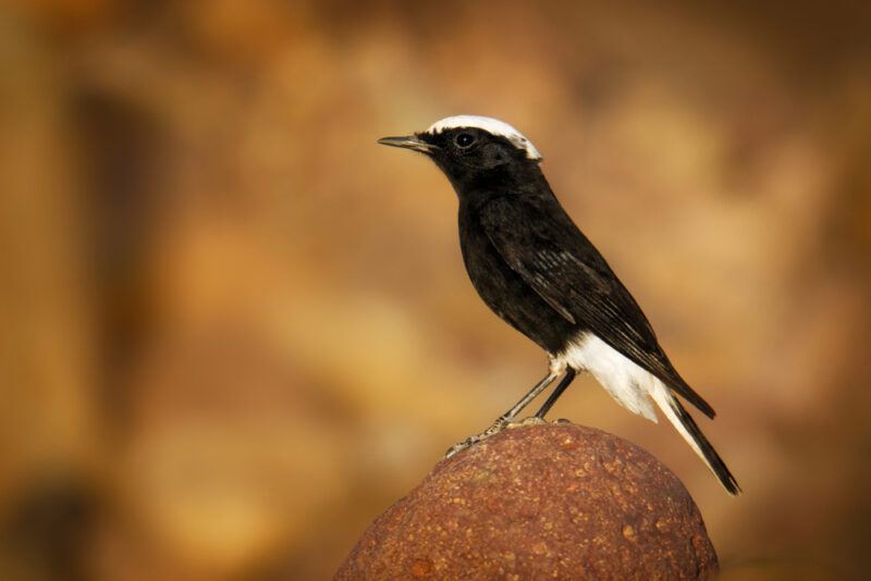White-crowned_wheatear