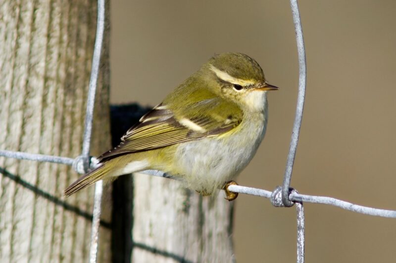Yellow-browed_warbler