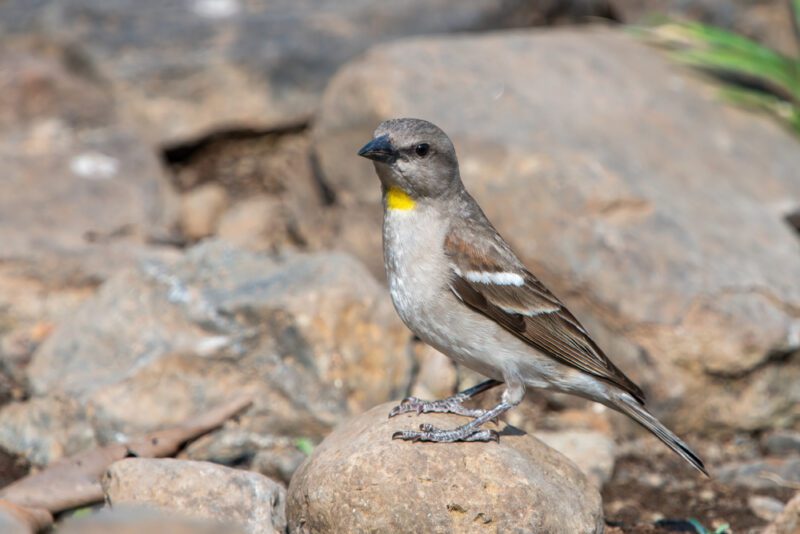 Yellow-throated_sparrow