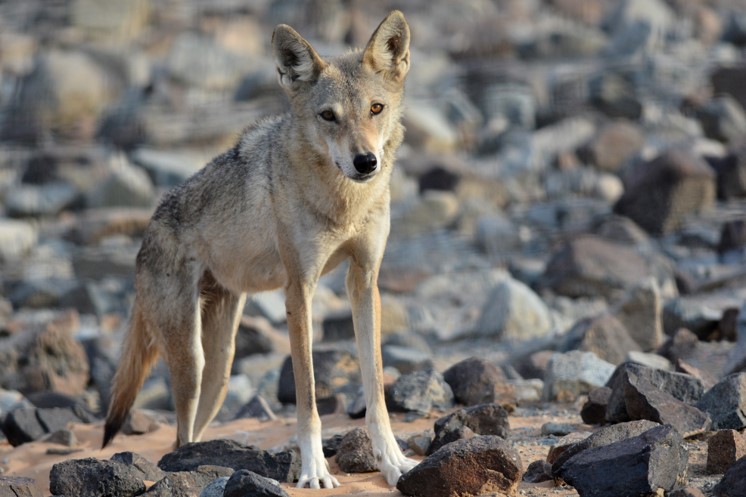 الذئب العربي arabian wolf