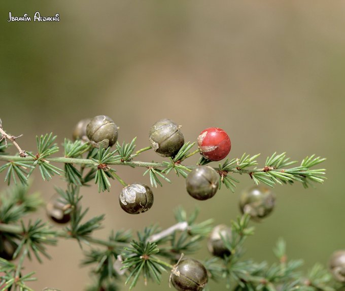 asparagus_africanus_1