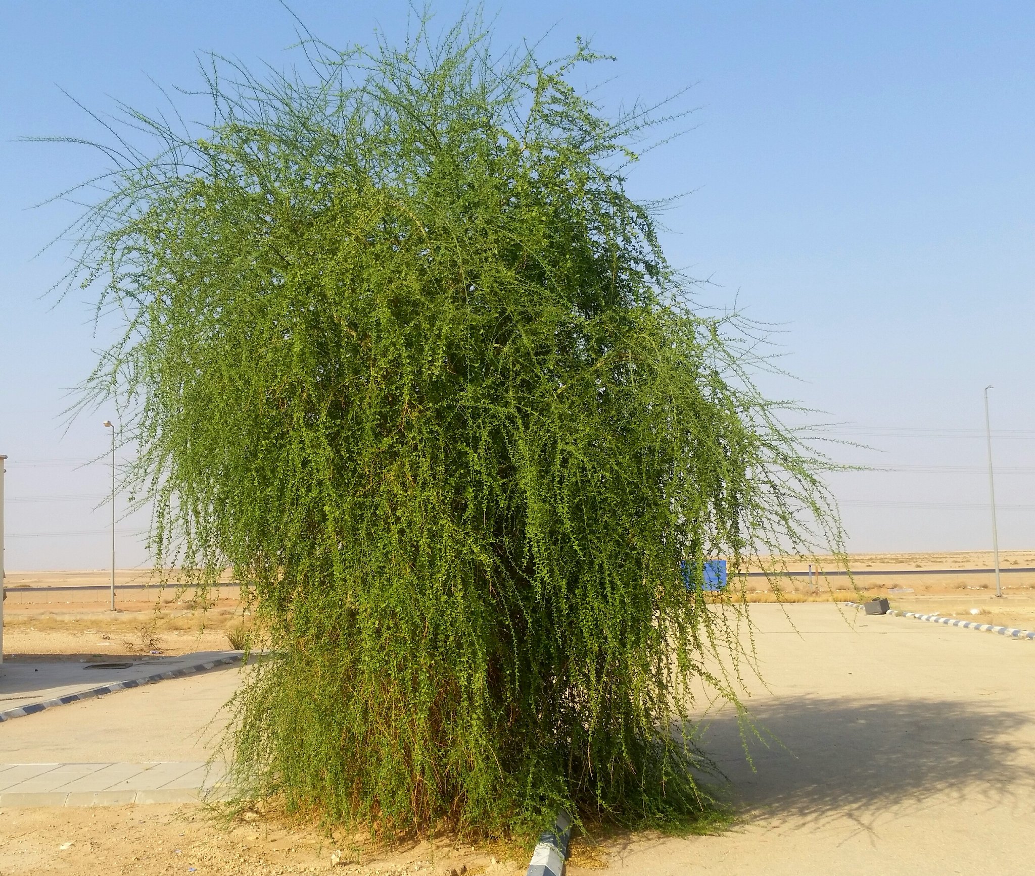 الهليلج، الهجليج - تصوير: أ