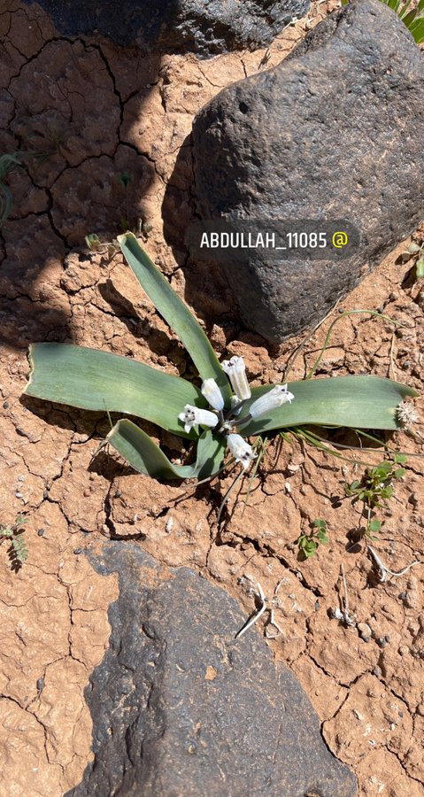 القعيصلان - تصوير عبدالله بن منصور البراك