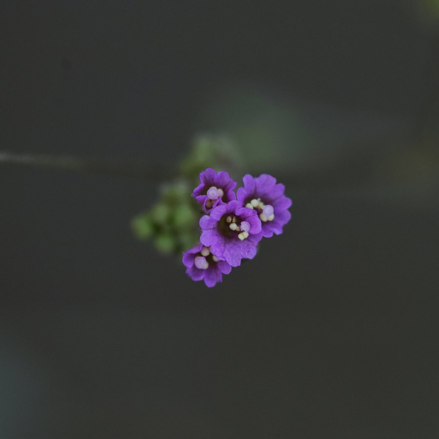 الرقم - تصوير د. عطيه الفقيه