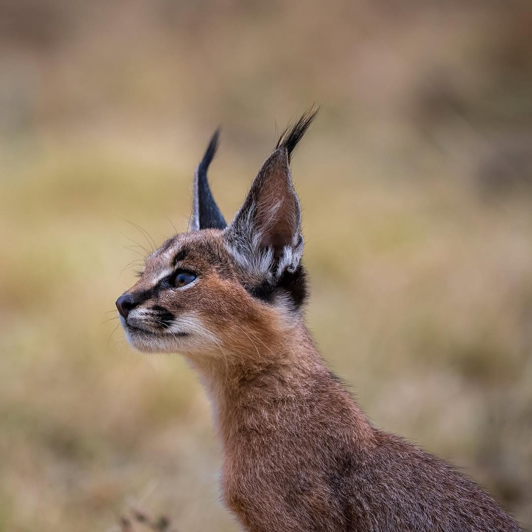 الوشق (عناق الأرض) caracal caracal schmitzi
