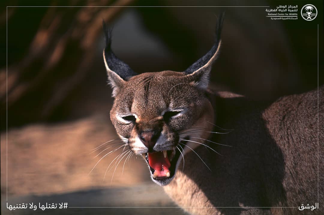 الوشق (عناق الأرض) caracal caracal schmitzi