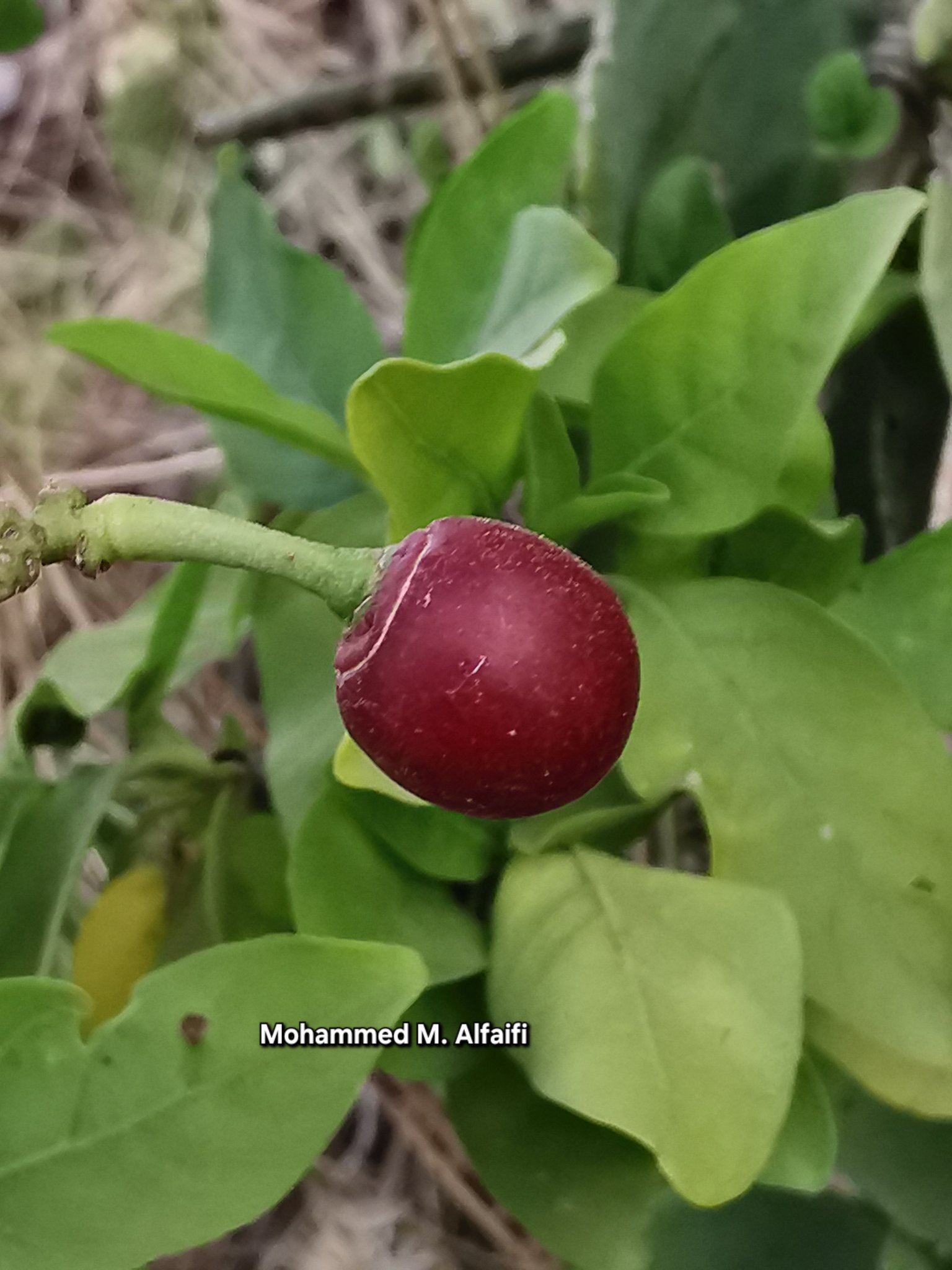الغلف - تصوير م