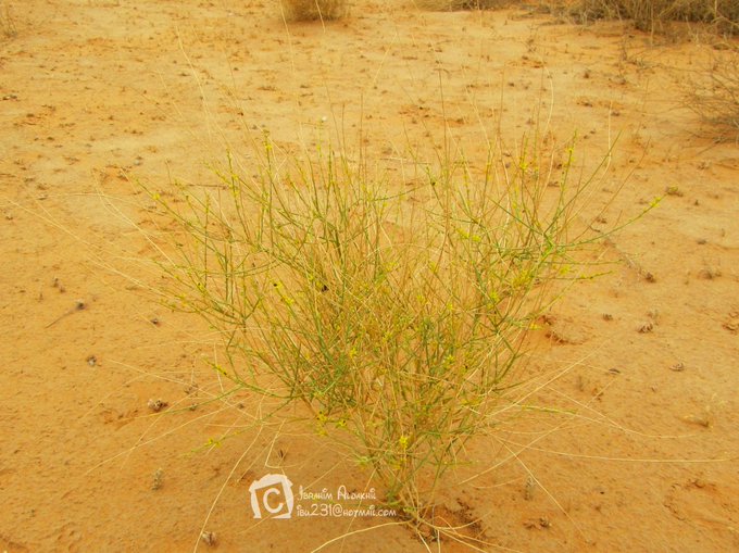 العلقى - تصوير: أ