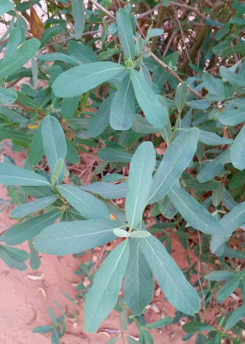 cordia_sinensis_2