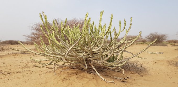 الصاب (المرار) - تصوير د