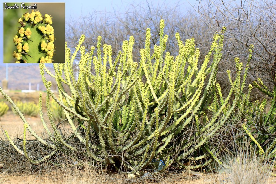 euphorbia_fractiflexa
