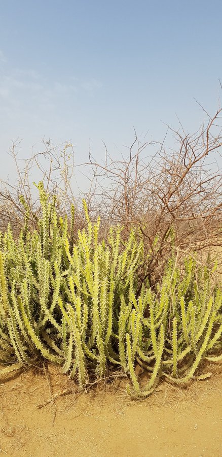 الصاب (المرار) - تصوير د