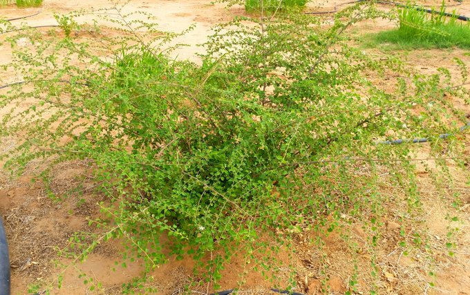 النبع - تصوير: أ