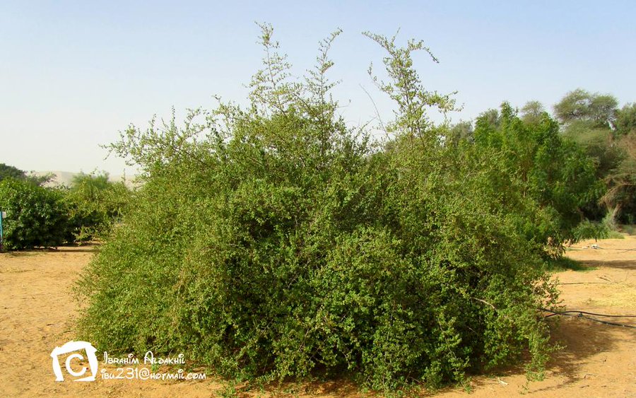 النبع - تصوير: أ
