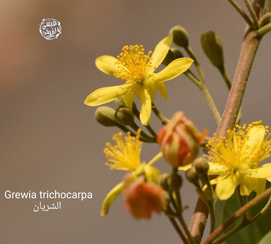 grewia_trichocarpa_1