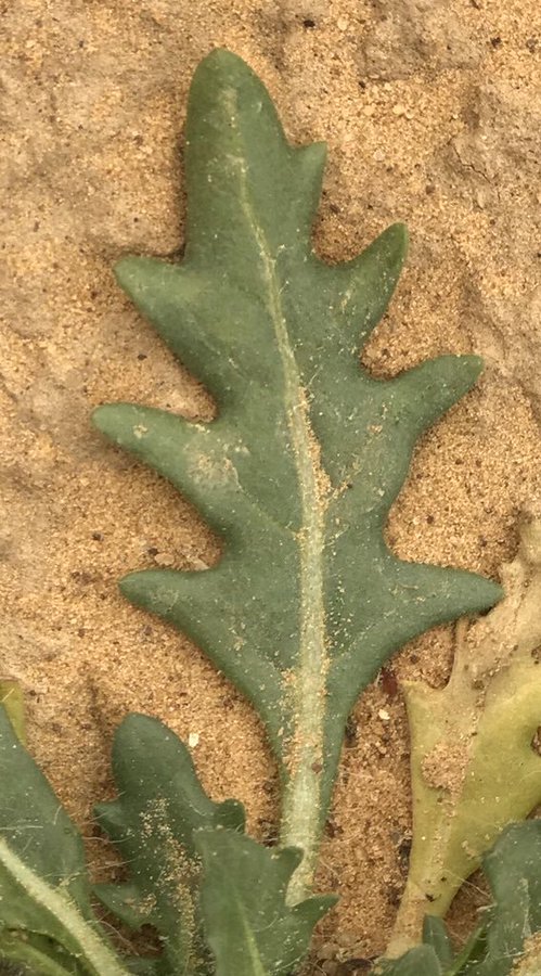 سيكران - تصوير: أ