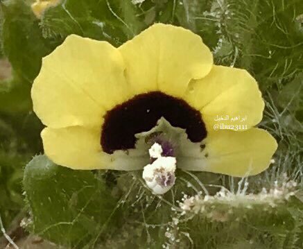 سيكران - تصوير: أ