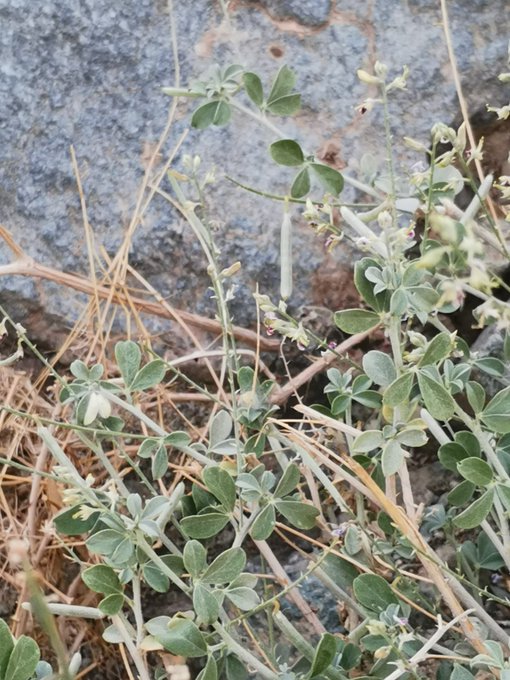 الحل غير الشائك - تصوير النباتات البرية في ديار خير البرية