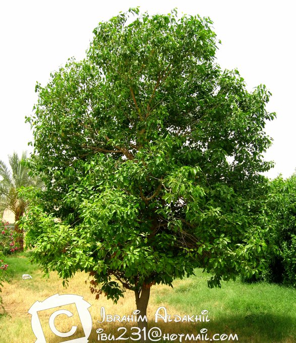 اللبخ - تصوير: أ. إبراهيم الدخيل
