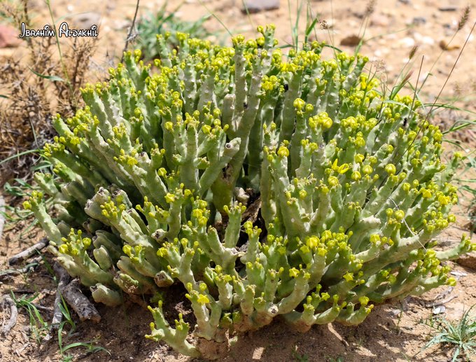 monolluma_quardrangula