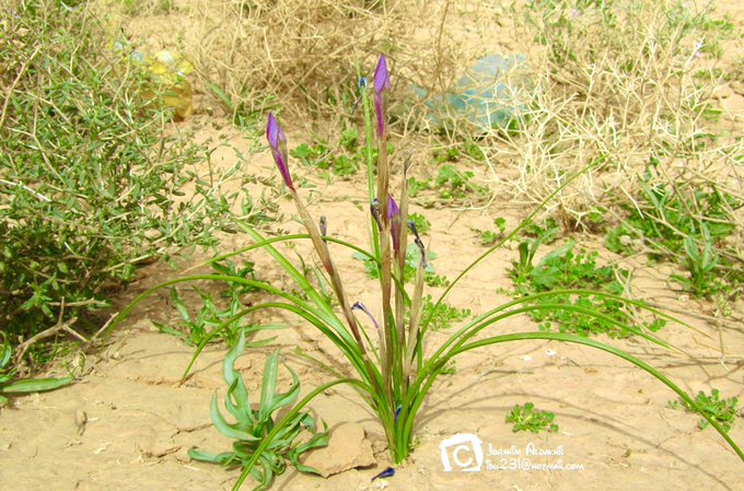 السوسن (العنصل) - تصوير: أ